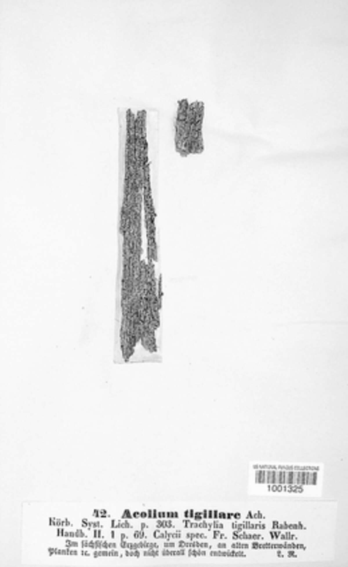 Calicium tigillare image